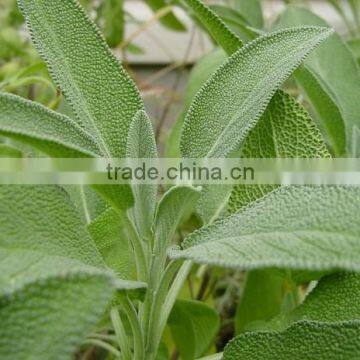 Sage Essential Oil
