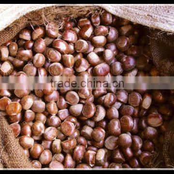 Buy New Fresh Chestnut from China