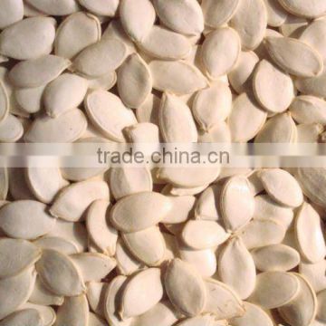 new crop chinese snow white pumpkin seeds 11cm