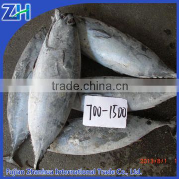 frozen bonito tuna fish 700-1500g big size