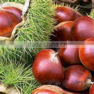 Bulk High Quality Fresh Green Dandong Chestnuts for Sale photo-3