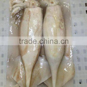 Whole Round Illex Squid photo-3