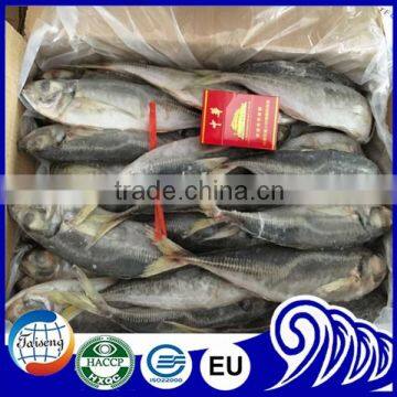 Very Fresh Sea Frozen Horse Mackerel for Sale photo-3