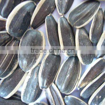 Chinese Sunflower Seed