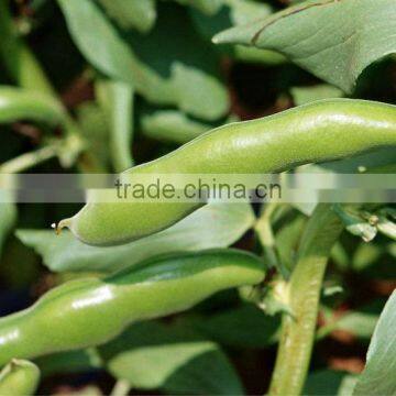 BROAD BEANS photo-6