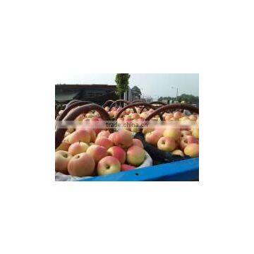 Fresh Red Gala Apple photo-3