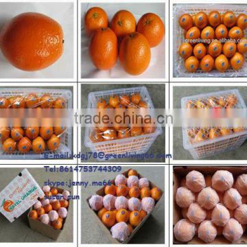 very popular china navel orange selling in world