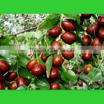 Jujube Type and Round Shape Preserved Fruit Red Dates photo-5