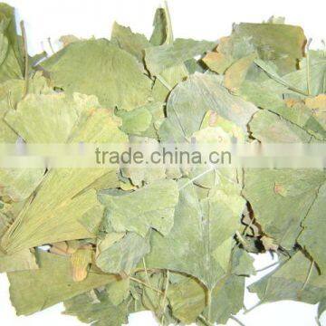 Ginkgo Biloba leaves