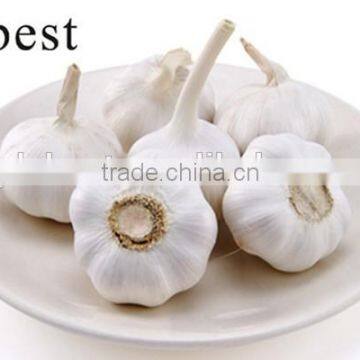 CHINA PURE WHITE FRESH GARLIC 4.5CM