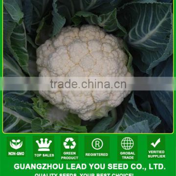 CF35 Sanduo 65 days heat resistant white hybrid cauliflower seeds f1