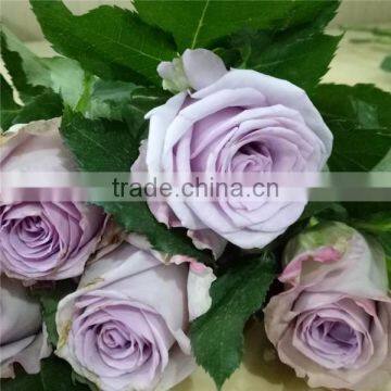 Wholesle Different Types of Pink Rose Flowers Arrangements Made in China photo-6