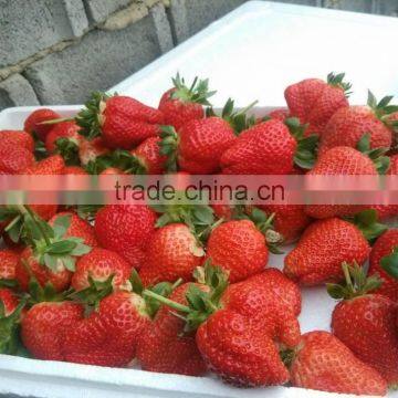 Water Soluble NPK Fertilizer With TE Powder Type photo-4