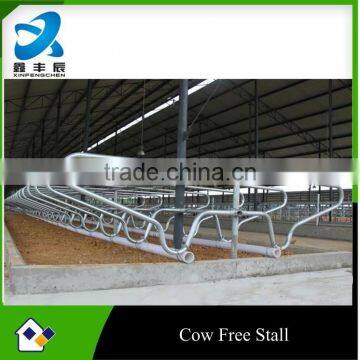 cattle cow dairy free stall