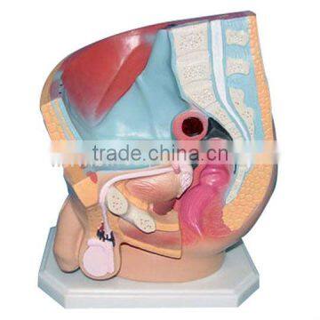 Male Pelvis Anatomical Model photo-2