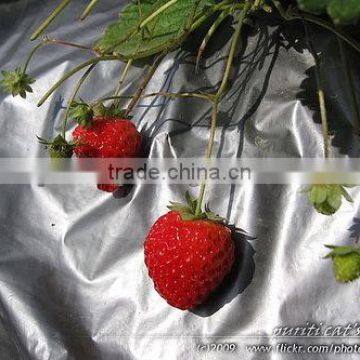 High Quality PE Agriculture Silver Black Film/Silver Black Mulch photo-5