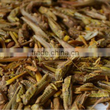 Dried Grasshopper for Birds photo-6