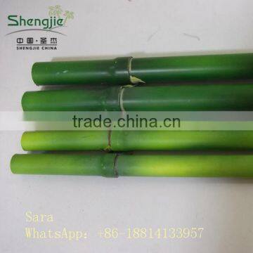 Indoor Foliage, Dracaena Sanderiana,Lucky Bamboo photo-5