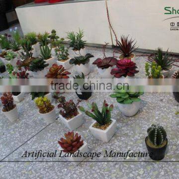 Mini Succulent Plants Potted Plants for Decoration