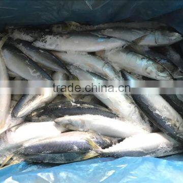 China pacific mackerel frozen fish With Good Service