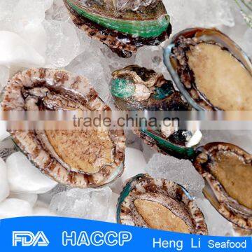 frozen abalone in shells wholesale size 5-40 pcs/kg