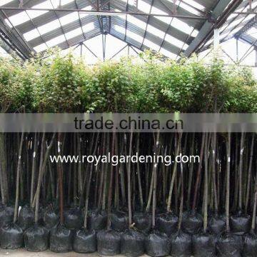 Prunus Cerasifera photo-2