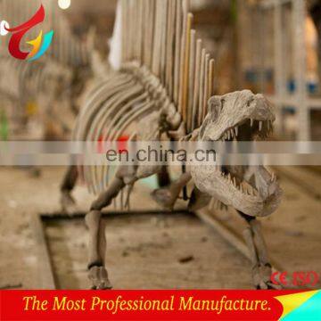 Handmade professional museum dinosaur skeleton