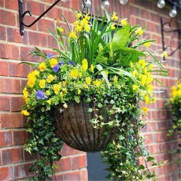 Hanging Basket