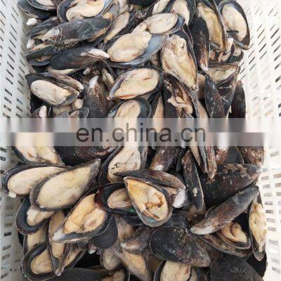 Frozen Half Shell Mussels Half Shell Mussel Meat Mytilus Edulis