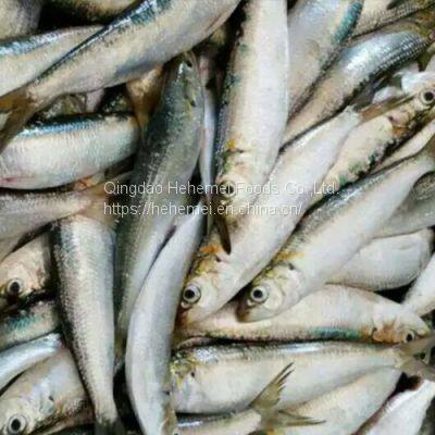 Sardine Fish Export Frozen Sardine Fish Whole Round Frozen Sardine Fish photo-4
