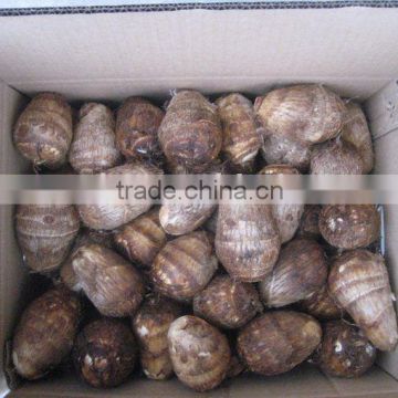 China Fresh Taro