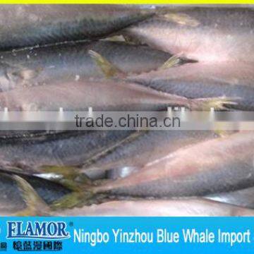 100/200g 200/300g 300/500g 400/600g pacific mackerel