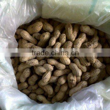 Raw Shelled Peanut