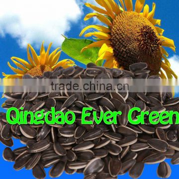 new crop chinese Sunflower seeds 363