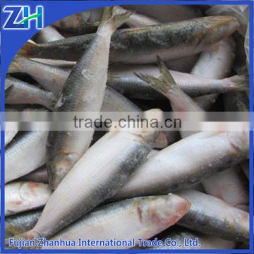 frozen fresh sardines on sale new stock