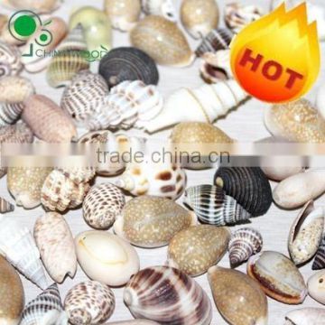 Craft Sea Shell Beads,Craft Sea Shell Sequins