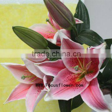 Quality Fresh Cut Flower Spray Lily Bulbs With 10 Stems/Bundle Water Lily Lily Fresh Cut Flower Named As Fresh Cut Lily Tiber Fr