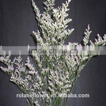 Reasonable price hot sale fresh cut limonium flower from kunming