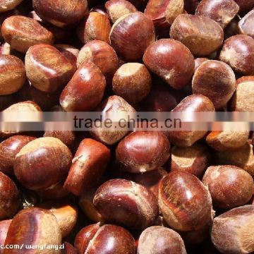 china fresh chestnut in shell