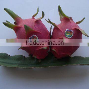 Fresh Dragon Fruit