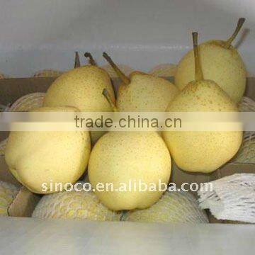 Asian Pear Fruit