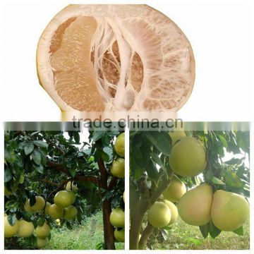 2014 Crop Fresh Honey Pomelo