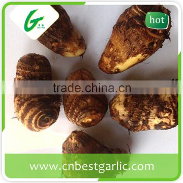 New crop fresh china taro