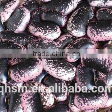 large kidney beans, black kidney beans , beans China