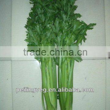 chinese fresh green celery