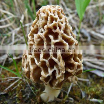 Detan Dried Morels ,whole ,slices, photo-6