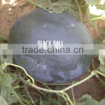 Black Ball Hybrid Watermelon Seeds photo-2