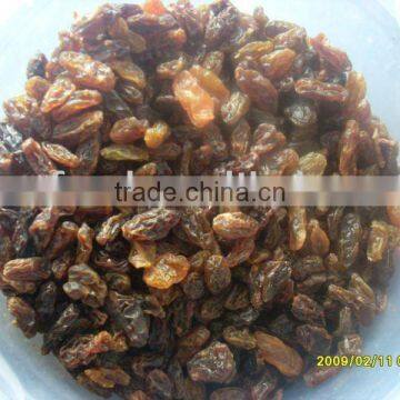 raisin bird food