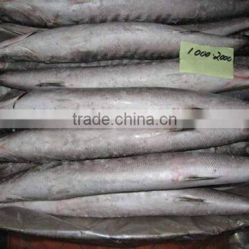 Frozen Baracuda photo-2