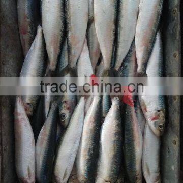 Low Price Canned Fish Sardine Frozen Sardine for Canning photo-2